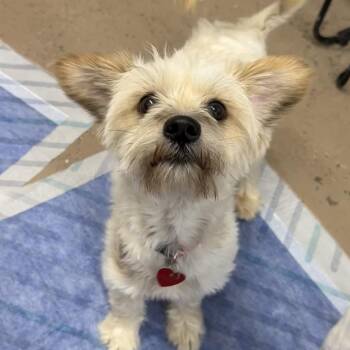 Isabelle -  Mixed Breed Dog for Adoption in Medford, Oregon - Isabelle | PetCurious