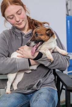 Shuester -  Jack Russell Terrier Dog for Adoption in Chester Springs, Pennsylvania - Shuester | PetCurious