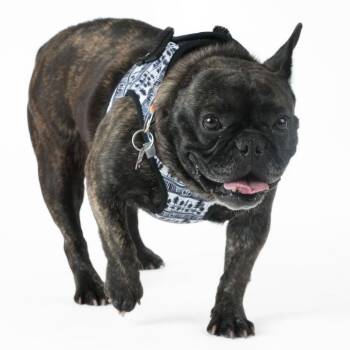 Yellow Roses 14441 -  French Bulldog Dog for Adoption in San Francisco, California - Yellow Roses 14441 | PetCurious