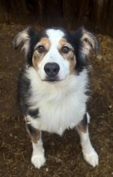 Australian Shepherd Dogs Available for Adoption - Boone | PetCurious