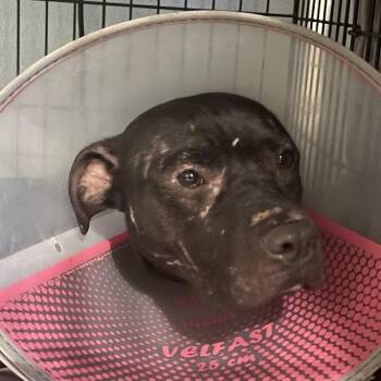 Bumper -  Mixed Breed Dog for Adoption in Port Charlotte, Florida - Bumper | PetCurious