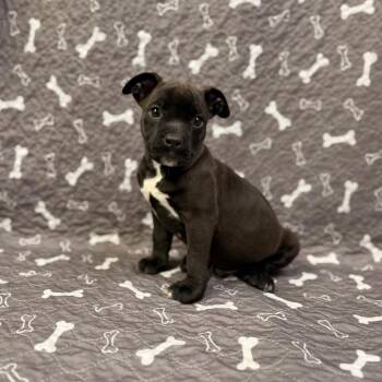 Bay Leaf -  Pit Bull Terrier and Mixed Breed Dog for Adoption in Allentown, Pennsylvania - Bay Leaf | PetCurious