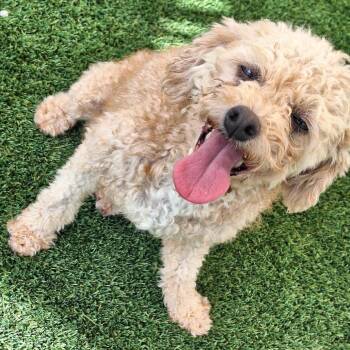 Azora 0709 -  Poodle Dog for Adoption in Loxahatchee Groves, Florida - Azora 0709 | PetCurious