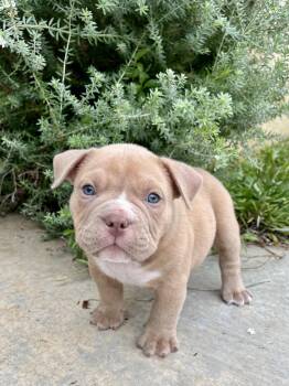 Moss -  American Bulldog and French Bulldog Dog for Adoption in Orange, California - Moss | PetCurious