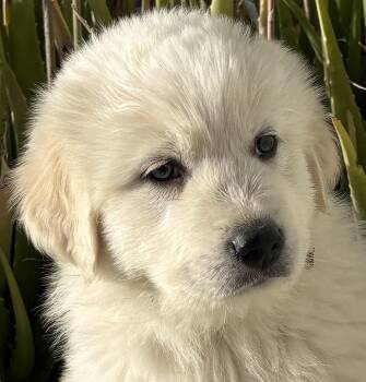 Golden Retriever Dogs Available for Adoption - Tom | PetCurious