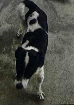 Patricia -  Mixed Breed Dog for Adoption in Thousand Oaks, California - Patricia | PetCurious