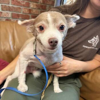 Chunky Chase -  Pomeranian Dog for Adoption in Savannah, Georgia - Chunky Chase | PetCurious