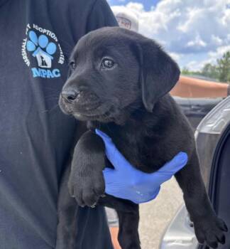 Croteauu / Hadley -  Labrador Retriever Dog for Adoption in Broomfield, Colorado - Croteauu / Hadley | PetCurious