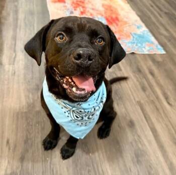 Bubba Bear With The Toothless -  Labrador Retriever and American Staffordshire Terrier Dog for Adoption in Friendswood, Texas - Bubba Bear With The Toothless | PetCurious