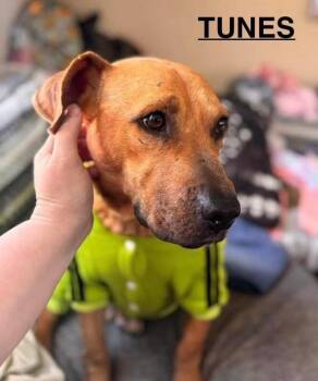 Tunes -  Mixed Breed Dog for Adoption in Flint, Michigan - Tunes | PetCurious