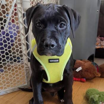 American Bulldog and Mastiff Dogs Available for Adoption - Declan | PetCurious