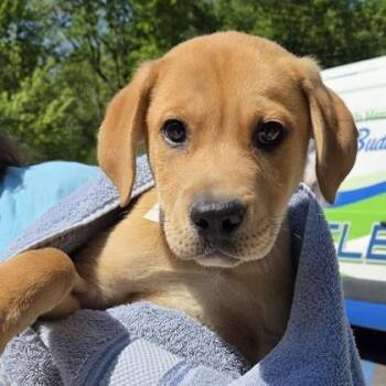 Eminem -  Labrador Retriever and Mixed Breed Dog Available for Adoption in Voorhees Township, New Jersey - Eminem | PetCurious