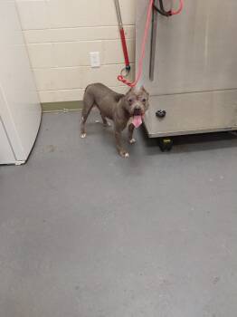 Rescue Pit Bull Terrier Dogs for Adoption in Winder, Georgia - 2025-11-104 Bella | PetCurious