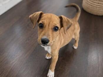 Buckshot -  Chihuahua Dog for Adoption in Colorado Springs, Colorado - Buckshot | PetCurious