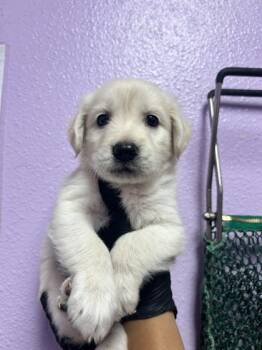 61729709 -  Mixed Breed Dog for Adoption in El Paso, Texas - 61729709 | PetCurious