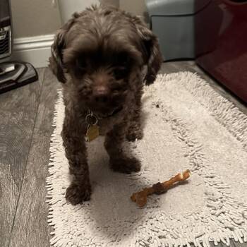 Miniature Poodle Dogs Available for Adoption in Las Vegas, Nevada - Choco | PetCurious