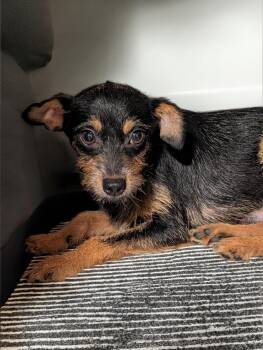 Razzle -  Wirehaired Terrier and Chihuahua Dog for Adoption in Baton Rouge, Louisiana - Razzle | PetCurious