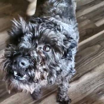 Freddy -  Miniature Schnauzer Dog for Adoption in Blacksburg, Virginia - Freddy | PetCurious