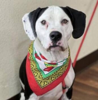 Rescue Mixed Breed Dogs for Adoption in Longview, Texas - Panda | PetCurious