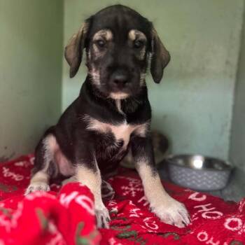 Schmidt -  Standard Schnauzer and Terrier Dog for Adoption in Tyler, Texas - Schmidt | PetCurious