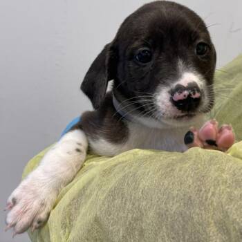Catahoula Leopard Dog and Labrador Retriever Dogs Available for Adoption in Hattiesburg, Mississippi - Audrey | PetCurious