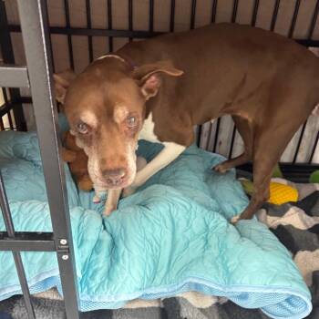 Lucille(Lucie) -  Mixed Breed Dog for Adoption in Blairsville, Georgia - Lucille(Lucie) | PetCurious