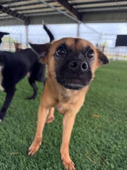 Percy -  Mixed Breed Dog for Adoption in New York, New York - Percy | PetCurious