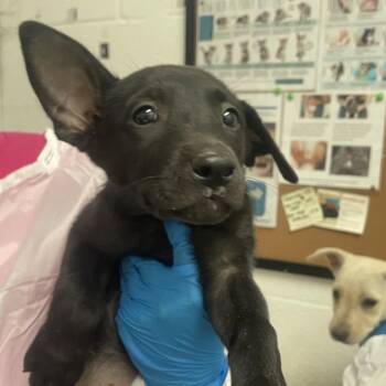 Shepherd and Mixed Breed Dogs Available for Adoption in Edinburg, Texas - Soybean | PetCurious