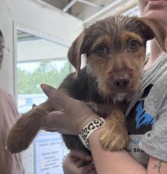 Blue -  Jack Russell Terrier and Mixed Breed Dog for Adoption in Burgaw, North Carolina - Blue | PetCurious
