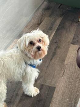 Chico -  Bichon Frise and Mixed Breed Dog for Adoption in Athens, Ontario - Chico | PetCurious