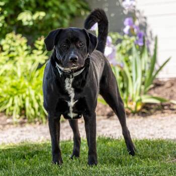 Loki -  Labrador Retriever and Mixed Breed Dog for Adoption in Council Bluffs, Iowa - Loki | PetCurious