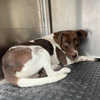 Shepherd Dogs Available for Adoption in Edinburg, Texas - Ewok | PetCurious