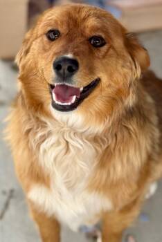 Retriever and Australian Shepherd Dogs Available for Adoption in Fort Lupton, Colorado - Nicolette | PetCurious