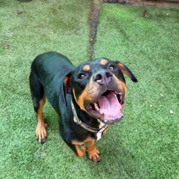 Hulk 5543 -  Rottweiler Dog for Adoption in Hamilton, Georgia - Hulk 5543 | PetCurious