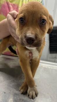 Mixed Breed Dogs Available for Adoption in Hillsdale, Indiana - Ivan | PetCurious