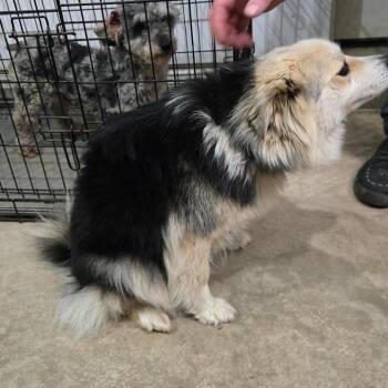 Pomeranian and Husky Dogs Available for Adoption in Southington, Ohio - Winny | PetCurious