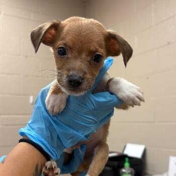 Professor Snape -  Chihuahua and Mixed Breed Dog for Adoption in Birmingham, Alabama - Professor Snape | PetCurious