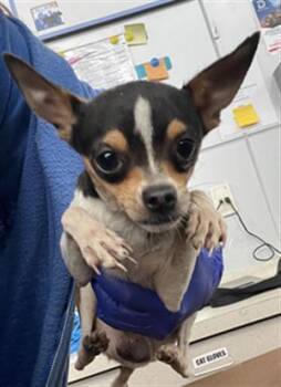 BRAD -  Mixed Breed Dog for Adoption in Dallas, Texas - BRAD | PetCurious