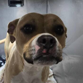 Shae -  Pit Bull Terrier Dog for Adoption in Philadelphia, Pennsylvania - Shae | PetCurious