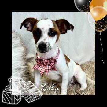 Chihuahua Dogs Available for Adoption - Kathy | PetCurious