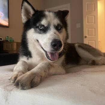 Husky Dogs Available for Adoption - Chance | PetCurious