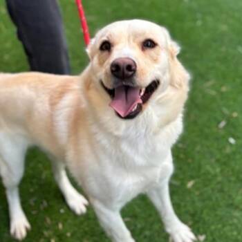 Perfection -  Husky and Mixed Breed Dog for Adoption in Tacoma, Washington - Perfection | PetCurious