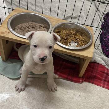 Husky and Labrador Retriever Dogs Available for Adoption - Baby Bug | PetCurious