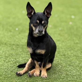 Chihuahua and Mixed Breed Dogs Available for Adoption in Loxahatchee Groves, Florida - Rufus 9465 | PetCurious