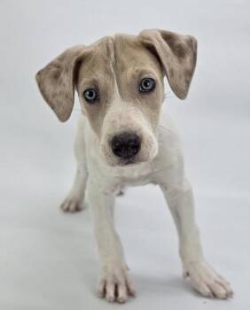 Great Dane Dogs Available for Adoption in Sedalia, Colorado - Phoenix | PetCurious
