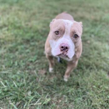 Goblin -  Pit Bull Terrier Dog for Adoption in Jacksboro, Tennessee - Goblin | PetCurious