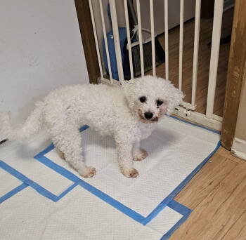 Rescue Poodle and Maltese Dogs for Adoption in Jackson Township, New Jersey - SUGAR | PetCurious