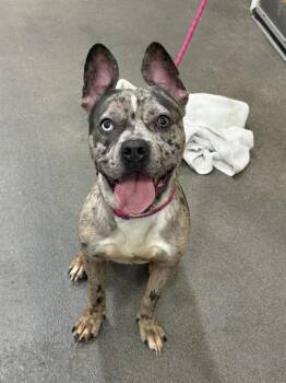 BARNEY -  Pit Bull Terrier Dog for Adoption - BARNEY | PetCurious