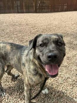 Louise -  Plott Hound and Labrador Retriever Dog for Adoption in Aurora, Colorado - Louise | PetCurious