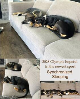 Rome (26-169 D) -  Mixed Breed Dog for Adoption in Lansing, Michigan - Rome (26-169 D) | PetCurious